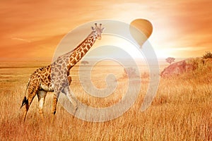 Giraffe in the African savannah at sunset with balloon in the sky. Wild nature of Africa.