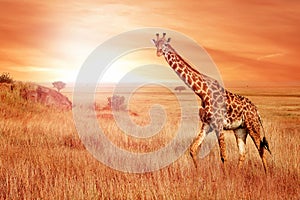 Giraffe in the African savannah at sunset. Wild nature of Africa.