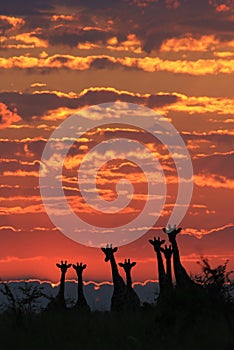 Giraffe - African Wildlife Background - Colorful Cloudscape and Family