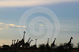 Giraffe - African Wildlife Background - Family Silhouette