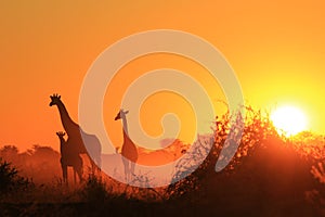 Giraffe - African Wildlife Background - Family Sunset Wonder