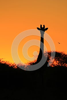 Giraffe - African Wildlife Background - Golden Beauty