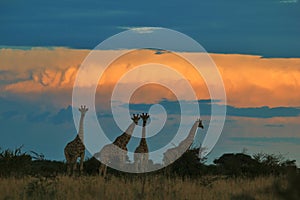 Giraffe - African Wildlife Background - Golden Nature