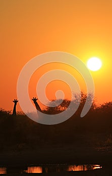 Giraffe - African Wildlife Background - Golden Nature