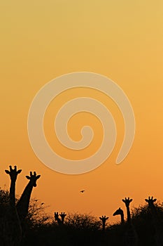 Giraffe - African Wildlife Background - Golden Tranquility