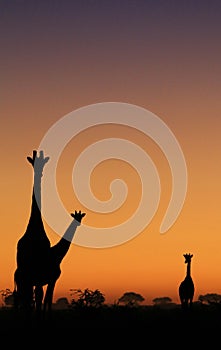 Giraffe - African Wildlife Background - Iconic Freedom