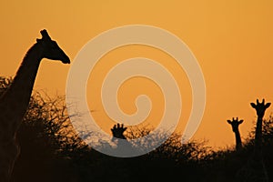 Giraffe - African Wildlife Background - Iconic Silhouettes