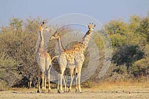 Giraffe - African Wildlife Background - Looking for Patterns
