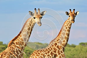 Giraffe - African Wildlife Background - Paired Pattern