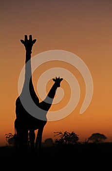 Giraffe - African Wildlife Background - Poses and Colors in Nature