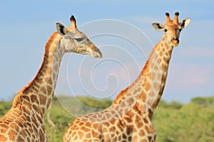 Giraffe - African Wildlife Background - Posing Necks and Patterns