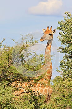 Giraffe - African Wildlife Background - Posing Pride