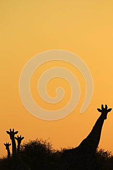 Giraffe - African Wildlife Background - Silhouette of an Icon