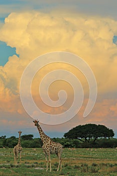 Giraffe - African Wildlife Background - Into the Storm of Color