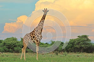 Giraffe - African Wildlife Background - Summer Storm of Color