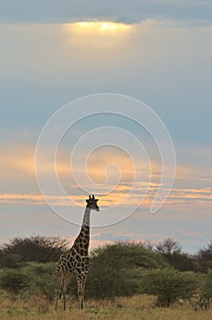 Giraffe - African Wildlife Background - Sunset of Bliss and Color