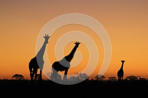 Giraffe - African Wildlife Background - Sunset Colors in Nature