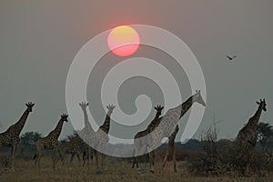 Giraffe - African Wildlife Background - Under a Setting Sun