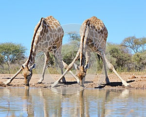 Giraffe - African Wildlife - Watering hole aerobatics