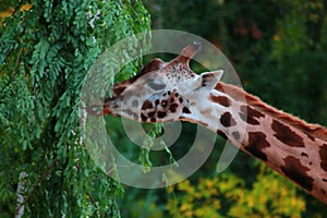 giraffe from afrika eating green leafs in a german zoo long tongue