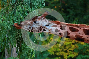 giraffe from afrika eating green leafs in a german zoo long tongue