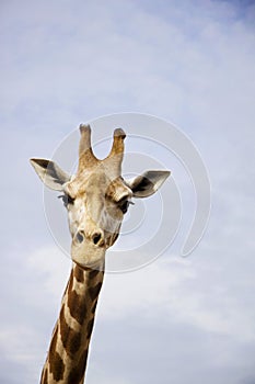 Giraffe against blue sky