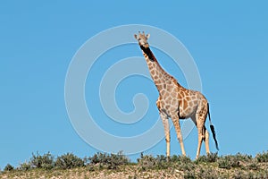 Giraffe against a blue sky