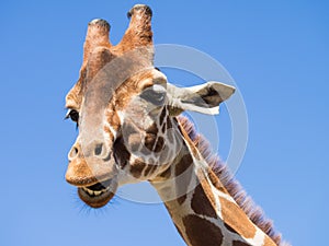 Giraffe against blue sky