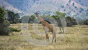 Giraffe in Akagera National Park, Rwanda.