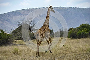 Giraffe in Akagera National Park, Rwanda.