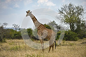 Giraffe in Akagera National Park, Rwanda.