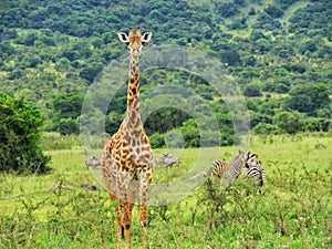 Giraffe in Akagera National Park in Rwanda, Africa