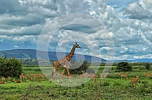 Giraffe in Akagera National Park in Rwanda, Africa photo