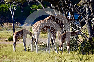 Giraffe Ambassador Family, Adults and Young: Giraffa camelopardalis photo