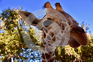 Giraffe Ambassador: Giraffa camelopardalis