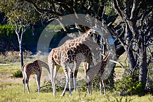 Giraffe Ambassador: Giraffa camelopardalis