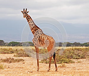 Giraffe at Amboseli National Park, Kenya