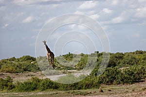 Giraffe in Amboseli National Park. Kenya, East Africa.