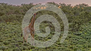 Giraffe Amongst Plants At Sunset 