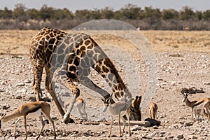 Giraffe and gazelles in Etosha National Park photo