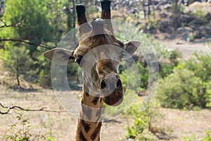 Giraffe animal portrait in Africa