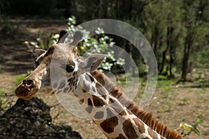 Giraffe animal portrait in Africa