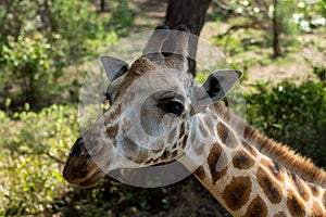 Giraffe animal portrait in Africa