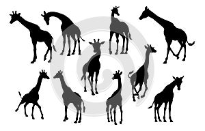 Giraffe Animal Silhouettes