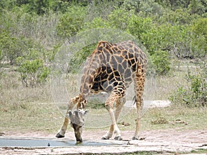 Giraffe