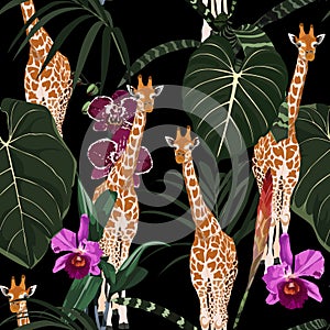 Giraffe animals with tropical green leaves and orchid flowers. Cartoon exotic seamless illustration repeating pattern on black.