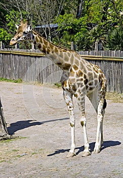 Giraffe artiodactyl herbivorous high neck