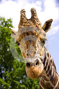 Giraffe artiodactyl mammal Africa herbivorous animal