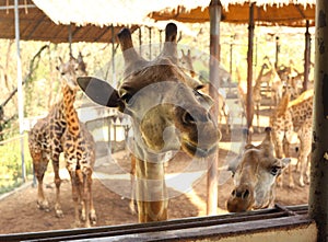 Giraffe in asian thai outdoor zoo park