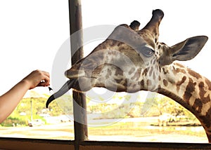 Giraffe in asian thai outdoor zoo park